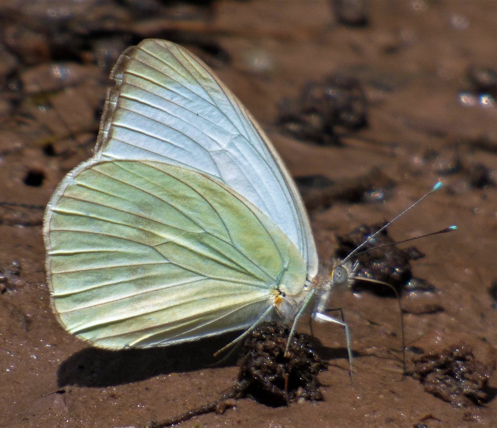Great Southern White