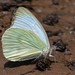 Mariposa Blanca Gigante de Argentina - Photo no hay derechos reservados, subido por Hugo Hulsberg