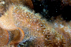 Watersipora subtorquata