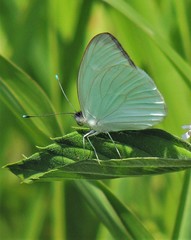 Ascia monuste automate