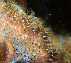 Watersipora subtorquata