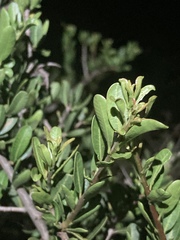 Schinus engleri