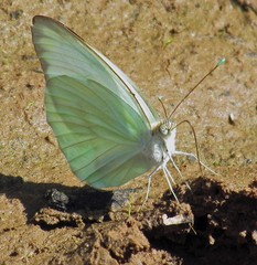 Ascia monuste automate