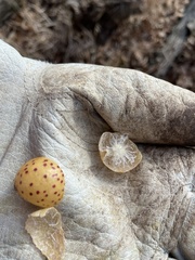 Atrusca quercuscentricola