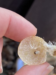 Atrusca quercuscentricola