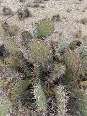 Opuntia arizonica