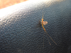 Ephemera glaucops
