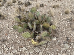 Opuntia arizonica