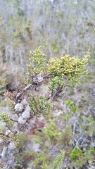 Cupressus pygmaea