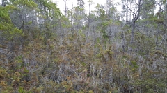 Cupressus pygmaea
