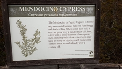 Cupressus pygmaea