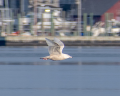 Larus hyperboreus