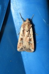 Euxoa ochrogaster