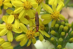 Stenoderus concolor