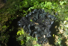 Lathagrium fuscovirens