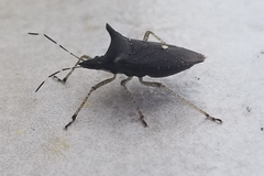 Proxys albopunctulatus