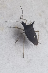 Proxys albopunctulatus