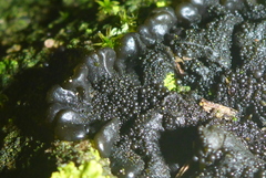 Lathagrium fuscovirens