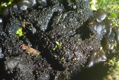 Lathagrium fuscovirens