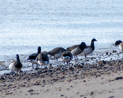 Branta bernicla