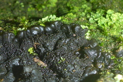 Lathagrium fuscovirens