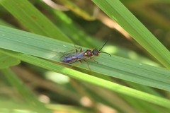 Tachynomyia abdominalis
