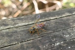 Tachynomyia abdominalis