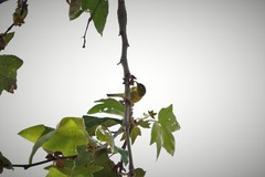 Leiothlypis celata lutescens