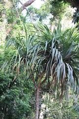 Pandanus krauelianus