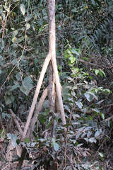 Pandanus krauelianus