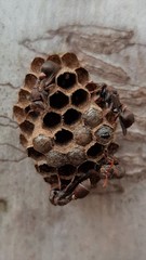 Ropalidia plebeiana