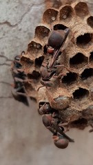 Ropalidia plebeiana