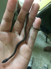 Coniophanes meridanus