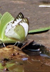 Ascia monuste orseis