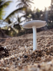 Amanita arenicola