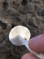 Amanita arenicola