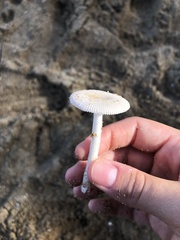Amanita arenicola