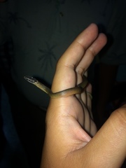 Coniophanes meridanus
