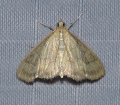 Crocidophora tuberculalis