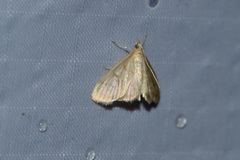 Crocidophora tuberculalis