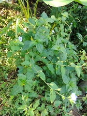 Browallia americana