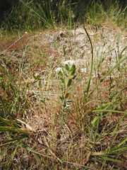 Pimelea glauca