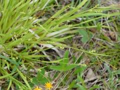 Carex conoidea