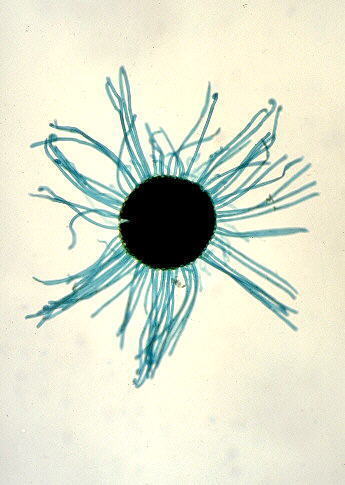 Erysiphe medicaginis