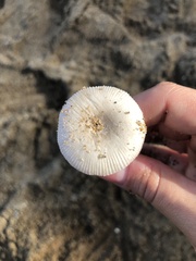 Amanita arenicola