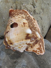 Lobatus peruvianus