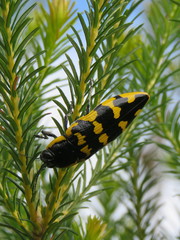 Cyrioides imperialis