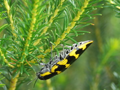 Cyrioides imperialis