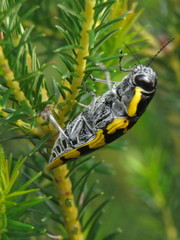 Cyrioides imperialis