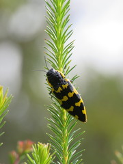 Cyrioides imperialis